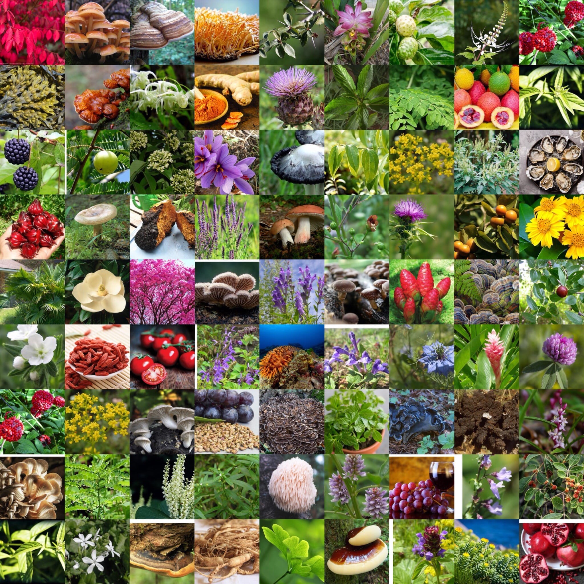 EF625549-9B03-4AF1-8573-99B30236CA8C | INTERSTELLAR BLENDS