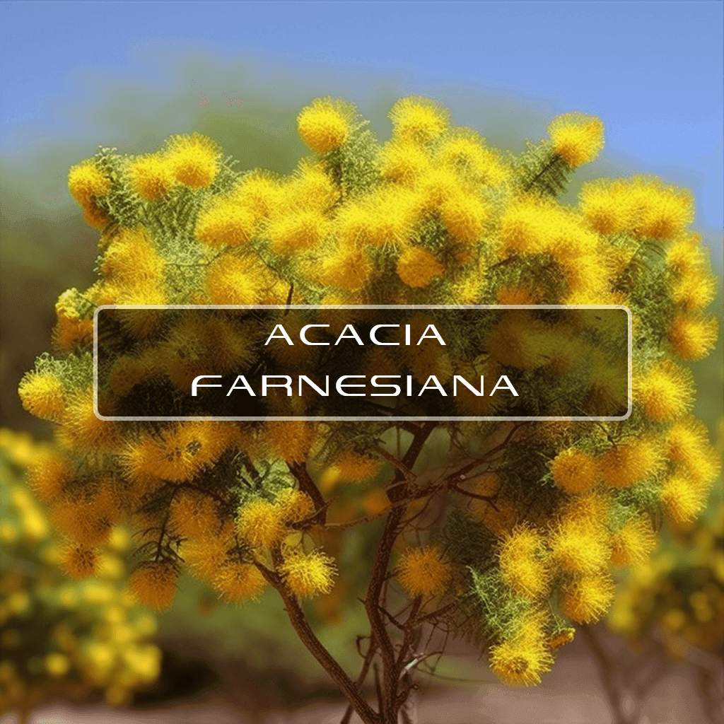 ACACIA-FARNESIANA | INTERSTELLAR BLENDS