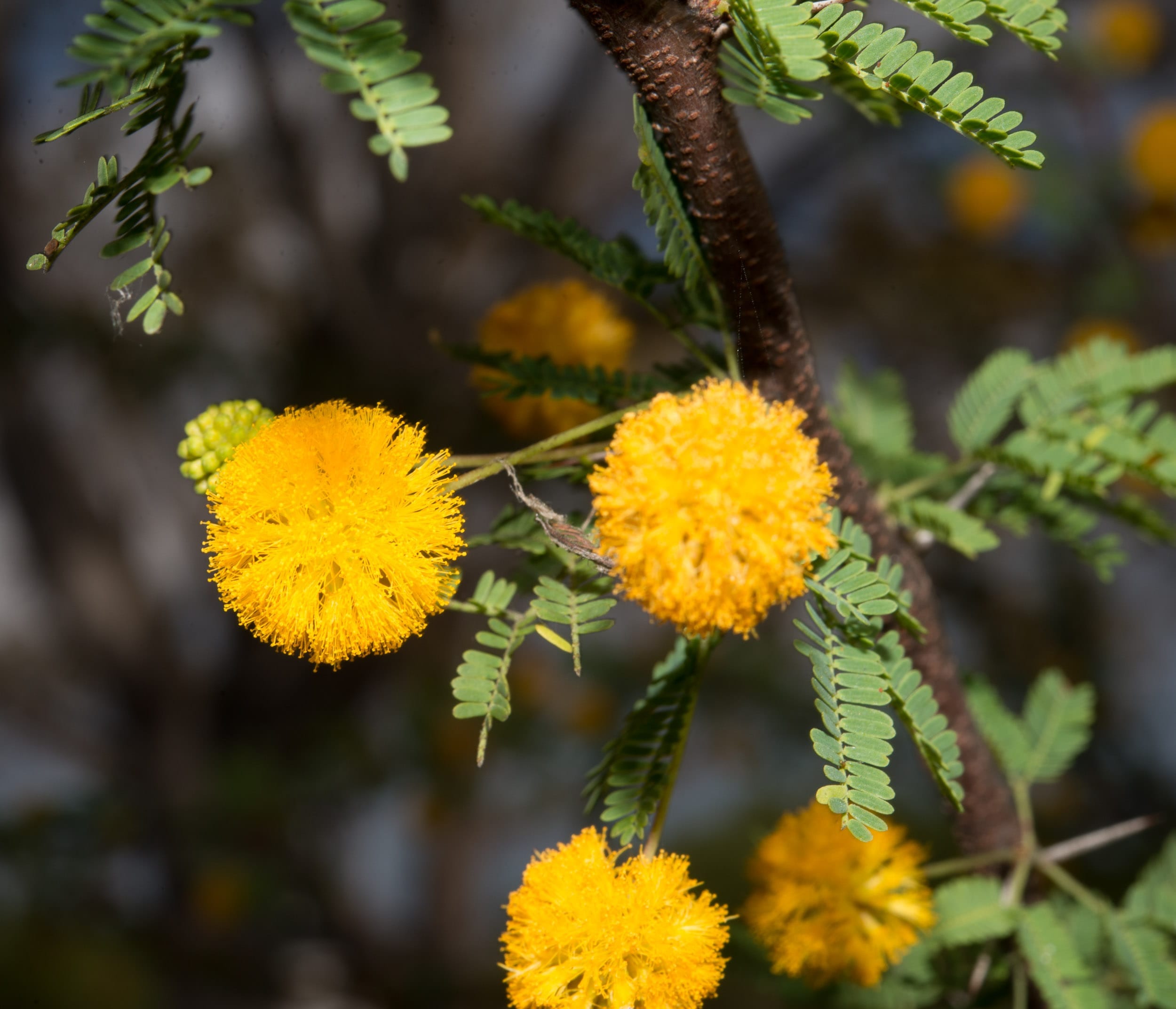 (Vachellia farnesiana) sweet acacia | INTERSTELLAR BLENDS (Vachellia farnesiana) sweet acacia - Interstellar Blends