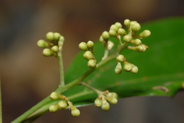 3505066637_0070d1ff13_b-585813012-768x514 | INTERSTELLAR BLENDS