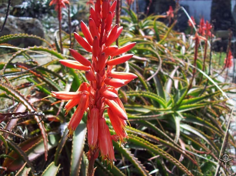 Aloe-arborescens-2 | INTERSTELLAR BLENDS