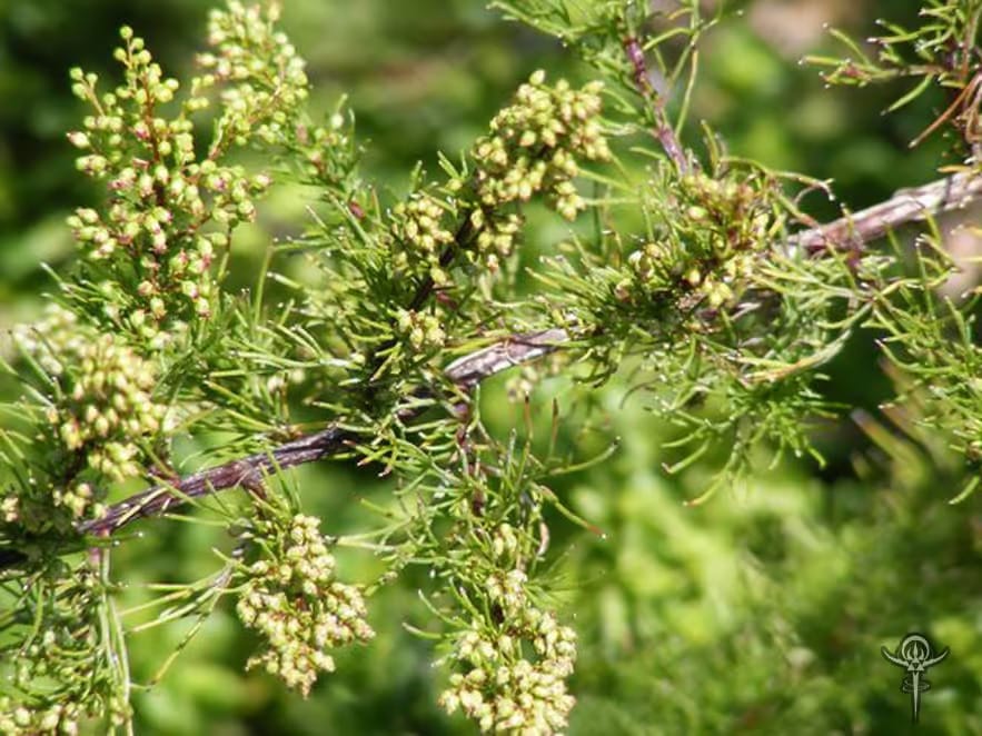 Artemisia-capillaris-3 | INTERSTELLAR BLENDS