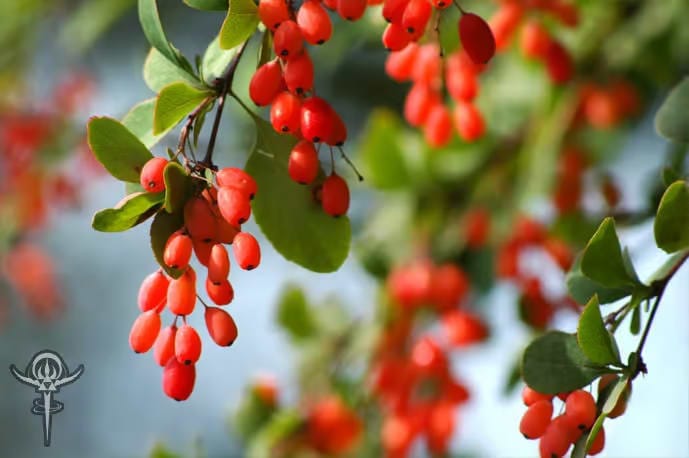 Berberine-cortidis-rhizoma-2 | INTERSTELLAR BLENDS