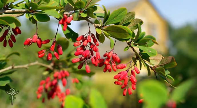 Berberine-cortidis-rhizoma-3 | INTERSTELLAR BLENDS