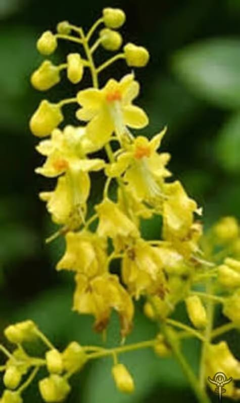 Caesalpinia-Crista-Linn-Seed-1 | INTERSTELLAR BLENDS