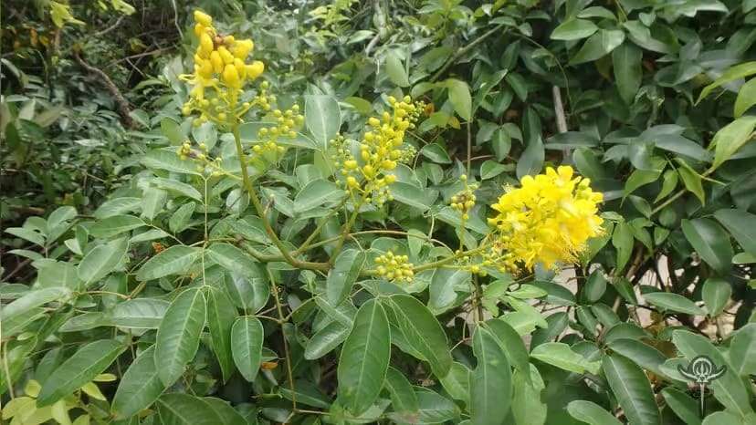 Caesalpinia-Crista-Linn-Seed-4 | INTERSTELLAR BLENDS