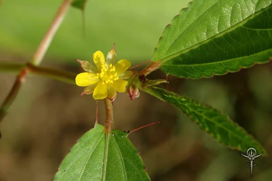 Corchorus-olitorius-2 | INTERSTELLAR BLENDS