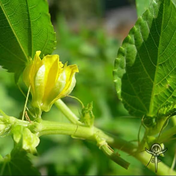 Corchorus-olitorius-4 | INTERSTELLAR BLENDS