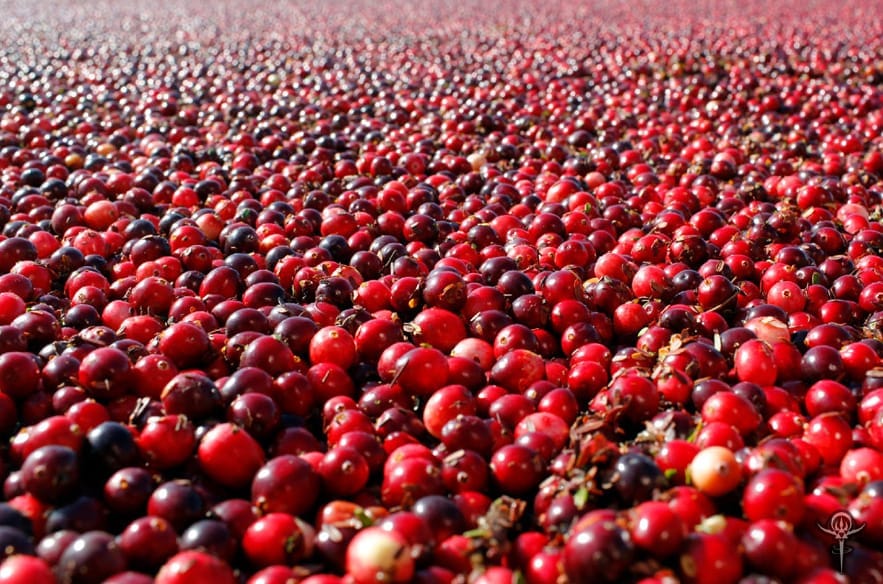 Copyright Inna Moody | INTERSTELLAR BLENDS