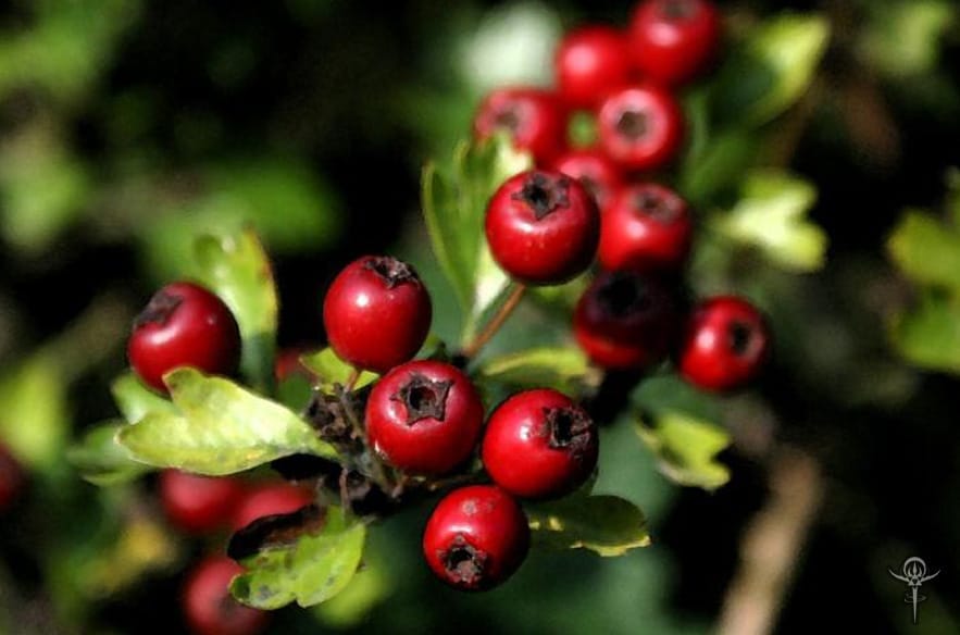 Copyright Inna Moody | INTERSTELLAR BLENDS