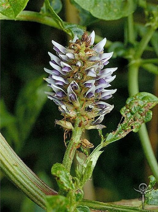 Copyright Inna Moody | INTERSTELLAR BLENDS