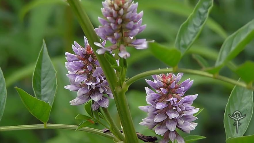 Copyright Inna Moody | INTERSTELLAR BLENDS