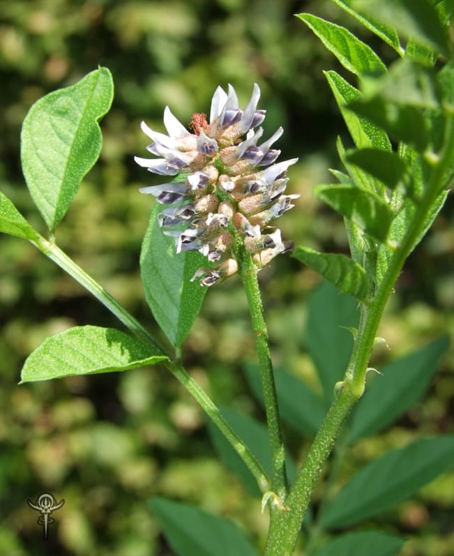 Copyright Inna Moody | INTERSTELLAR BLENDS