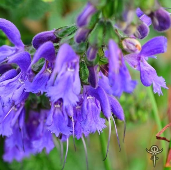 Copyright Inna Moody | INTERSTELLAR BLENDS