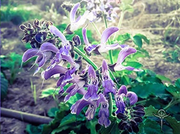 Copyright Inna Moody | INTERSTELLAR BLENDS