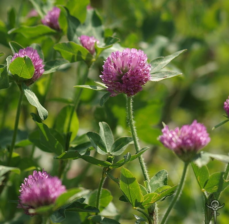 Trifolium pratense – A striking image of Trifolium pratense (Red Clover), an herb in Interstellar Blends for hormone balance and detoxification.