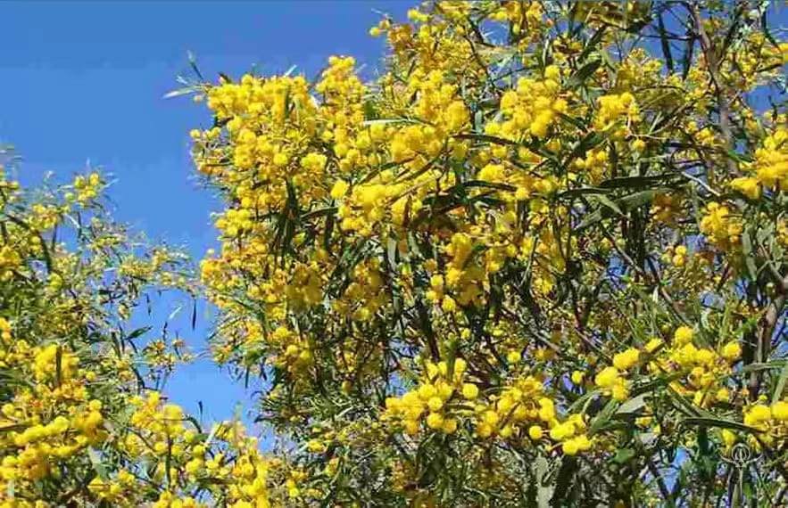 acacia-cyanophylla-1 | INTERSTELLAR BLENDS