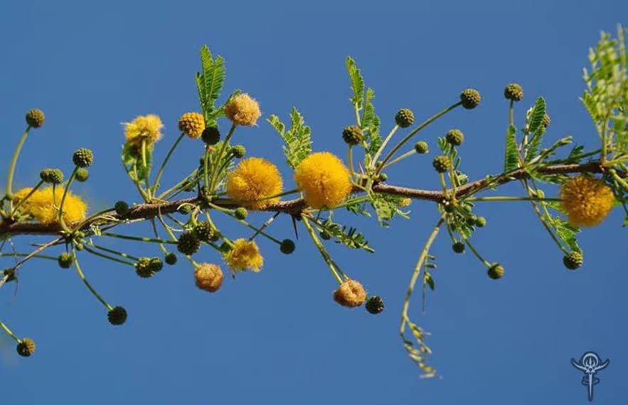 acacia-cyanophylla-4 | INTERSTELLAR BLENDS